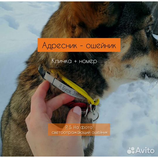Ошейник именной адресник Для собак кошек