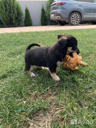 Собака в добрые руки