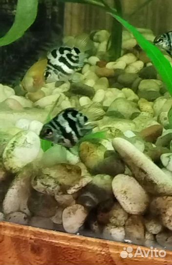 Аквариумная рыбка Сапфировый попугай Панда