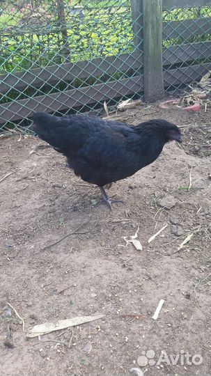 Курочки молодки несушки,есть брамма,кохинхины