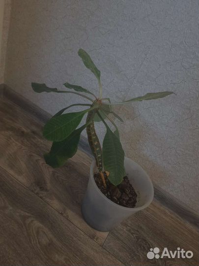 Молочай/комнатные растения