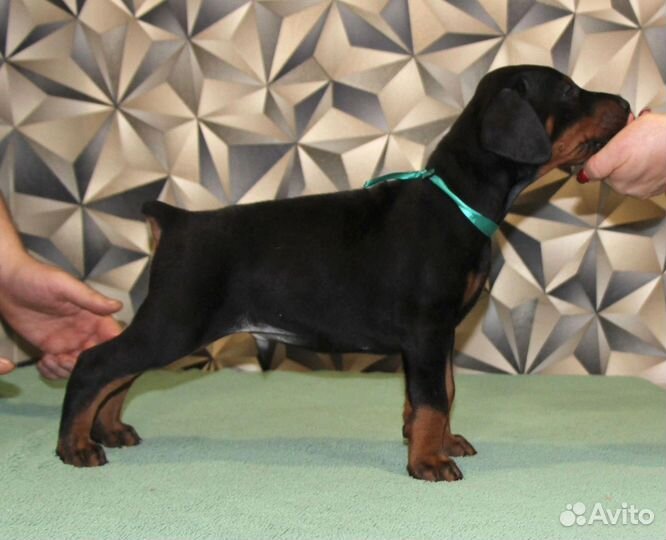 Щенки добермана