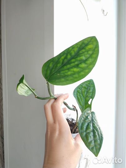 Эпипремнумы