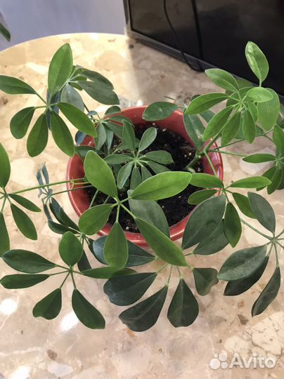 Комнатные цветы