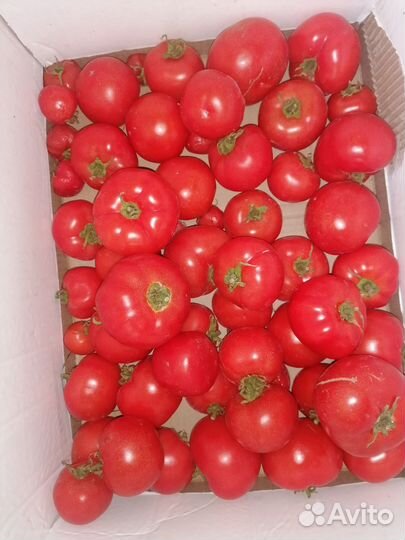 Помидоры домашние