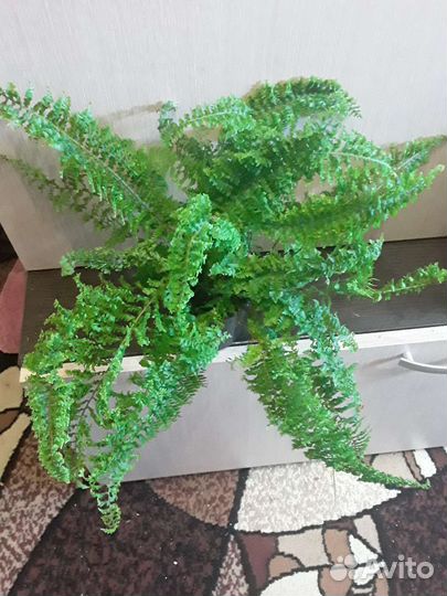 Папоротники нефролеписы