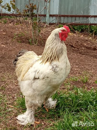 Молодые петухи