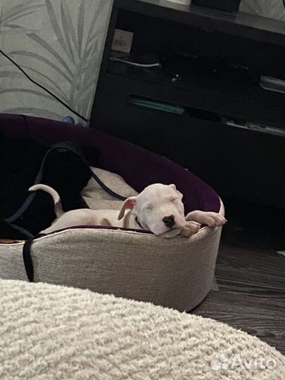 Бультерьер