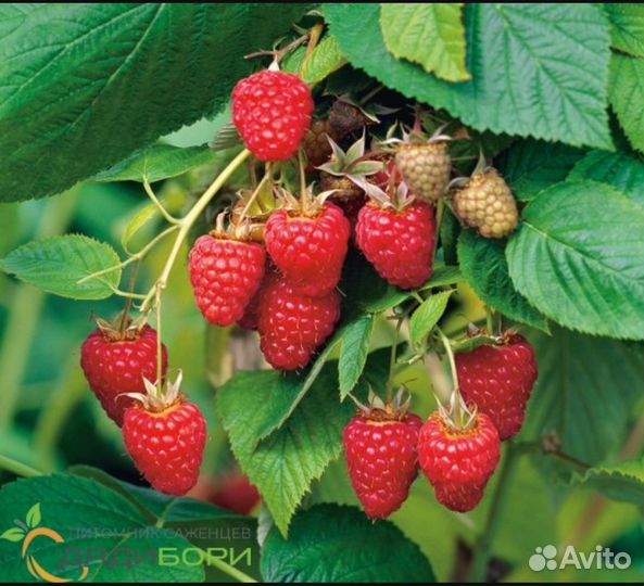 Ремонтантная малина кусты