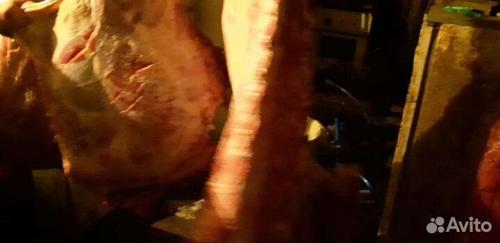 Продам мясо собакам