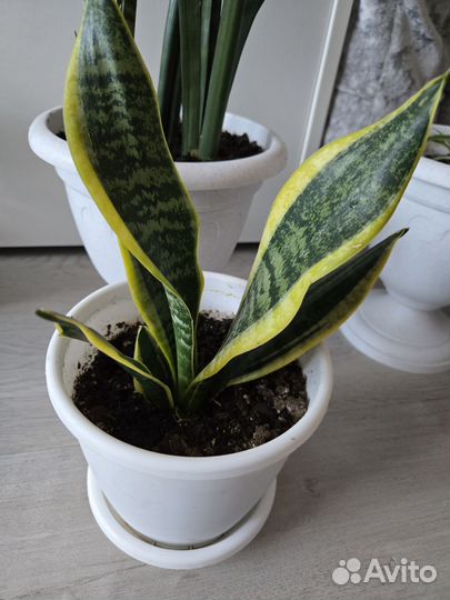Сансевиерия файер