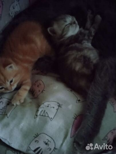 Отдам котят