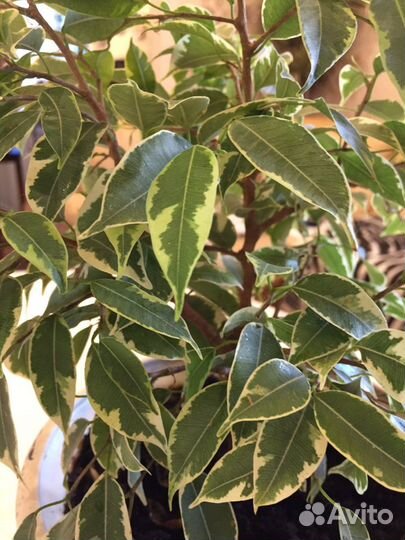 Фикус бенджамина
