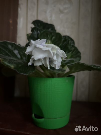 Фиалка в горшке