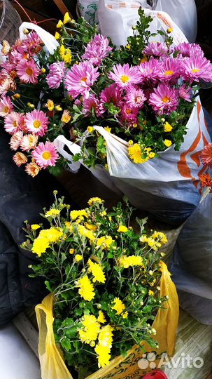 Розовая корейская хризантема