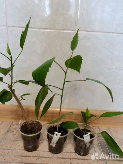 Гибискус, китайская роза