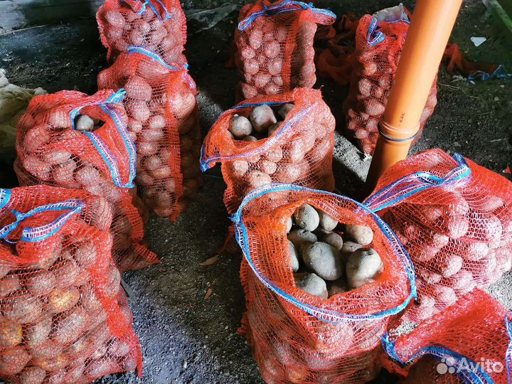 Продам картофель