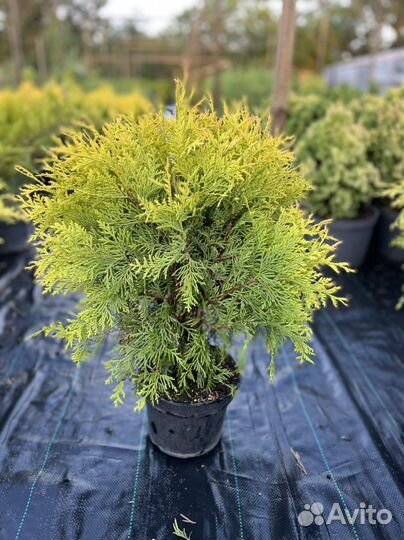 Хвойные растения