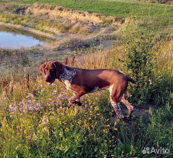 Случка собак