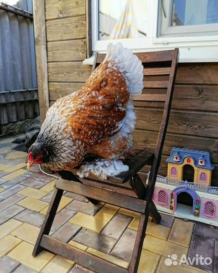 Брама редкие окрасы криль, лосось, порцилян