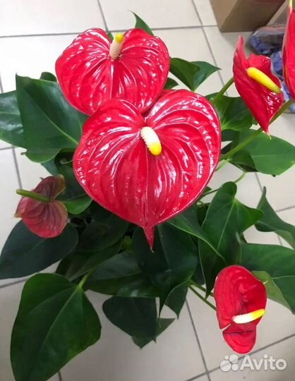 Комнатные цветы антуриум
