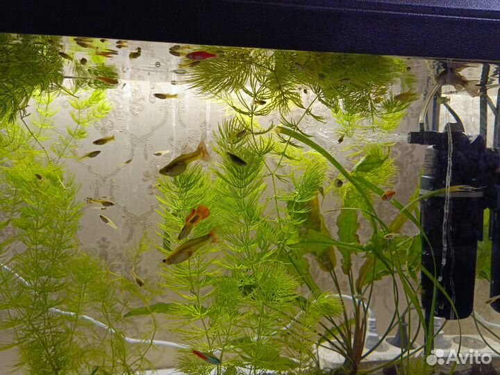 Аквариумные рыбки гуппи