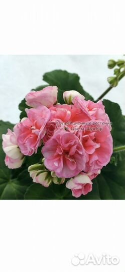 Kv.Anna-Jeanette и др.сортовые пеларгонии