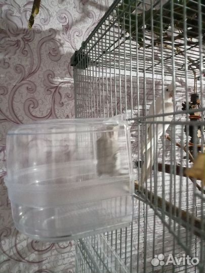 Попугаи корелла клеткой самка и самец