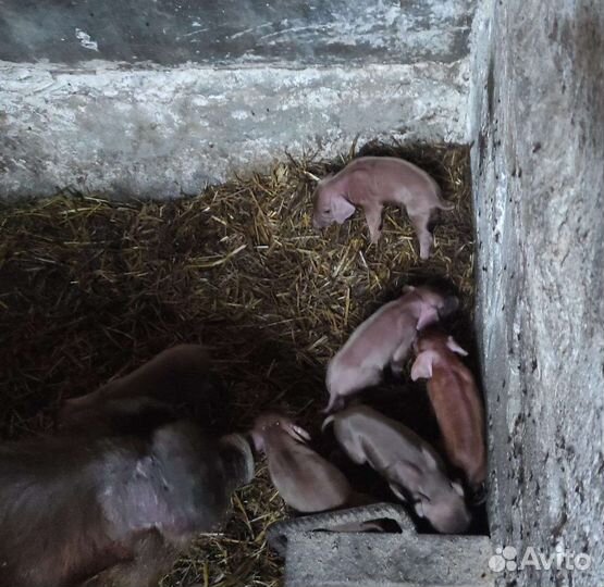 Поросята ландрас дюрок