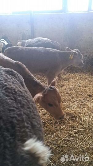 Бычки и быки