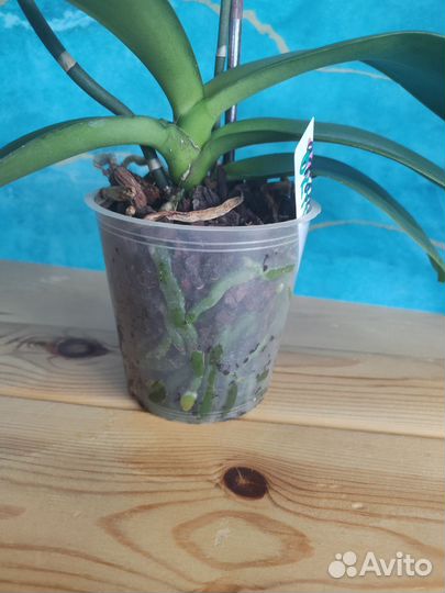 Орхидея фаленопсис Октопус