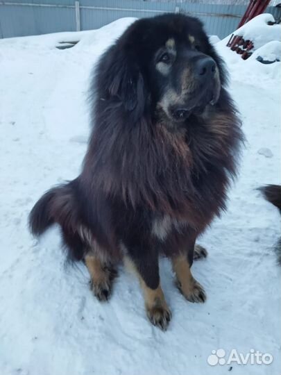 Собачья шерсть. Шерсть с Тибетского мастифа