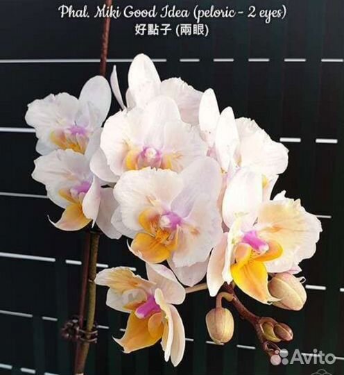 Орхидеи фаленопсис разные