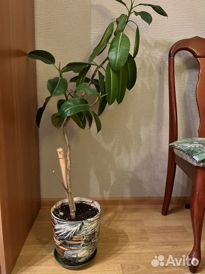 Фикус каучуконосный большой