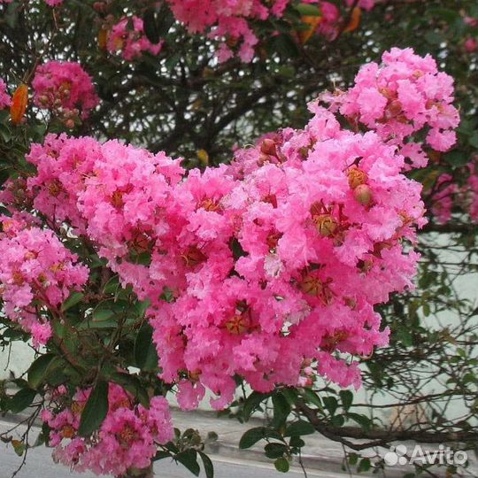 Лагерстремия 