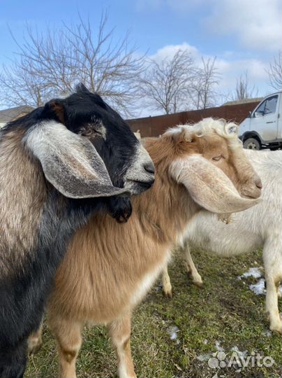 Козье молоко, сыр