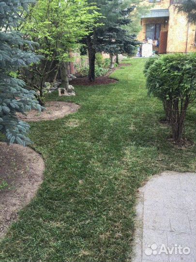 Продажа рулонного газона