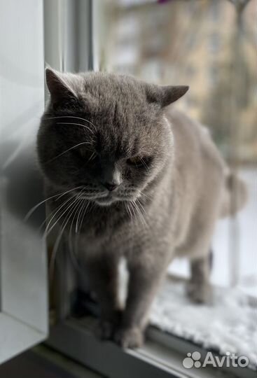 Британская кошка вязка