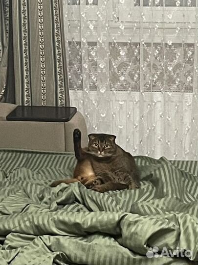 Кошка Пеппа