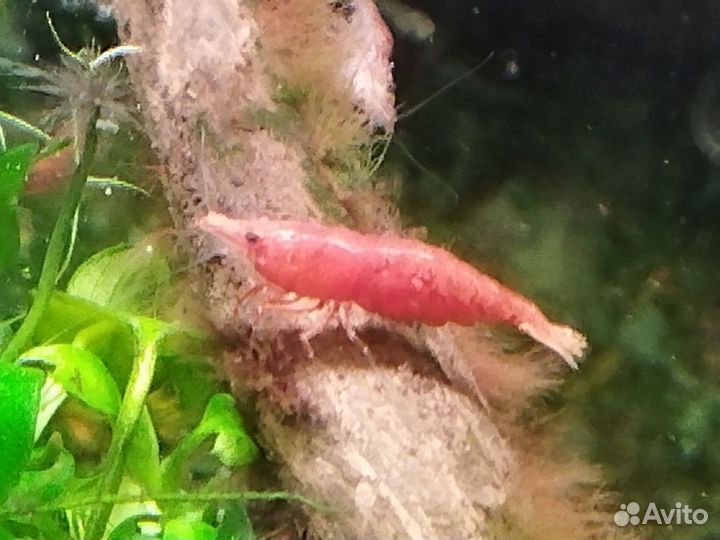 Креветки Черри