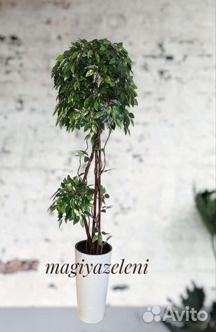 Искусственное дерево фикус