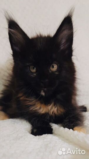 Мейнкун полидакты и классики котята и вязка