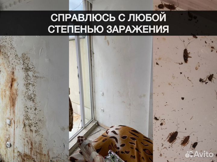 Уничтожение тараканов, клопов, крыс. Дезинфекция