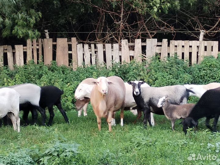 Овцы бараны