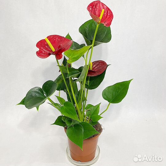 Антуриум Андреанум 12/40