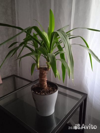 Продам Юкка