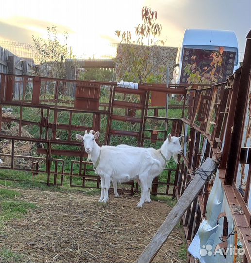 Козы 5 шт