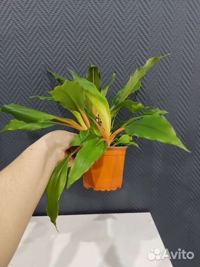 Хлорофитум грин оранж