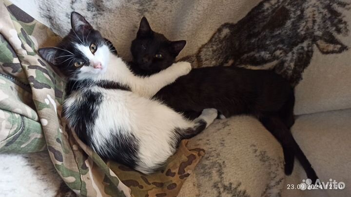 Котята в добрые руки