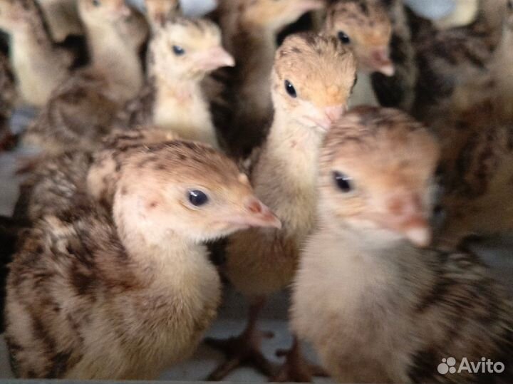 Продам индюшат